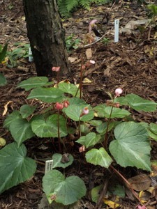 B. henryi